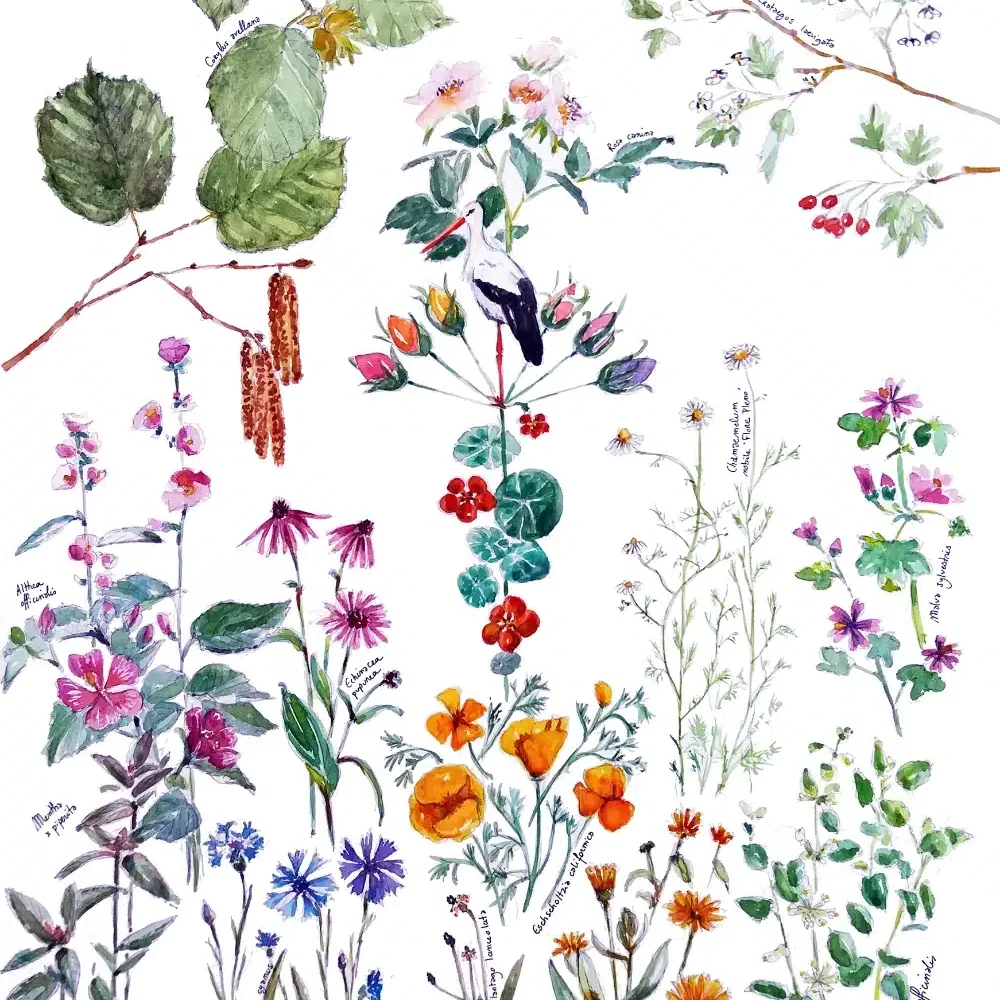 Aquarelle de plantes du Jardin Officinal, planche 1