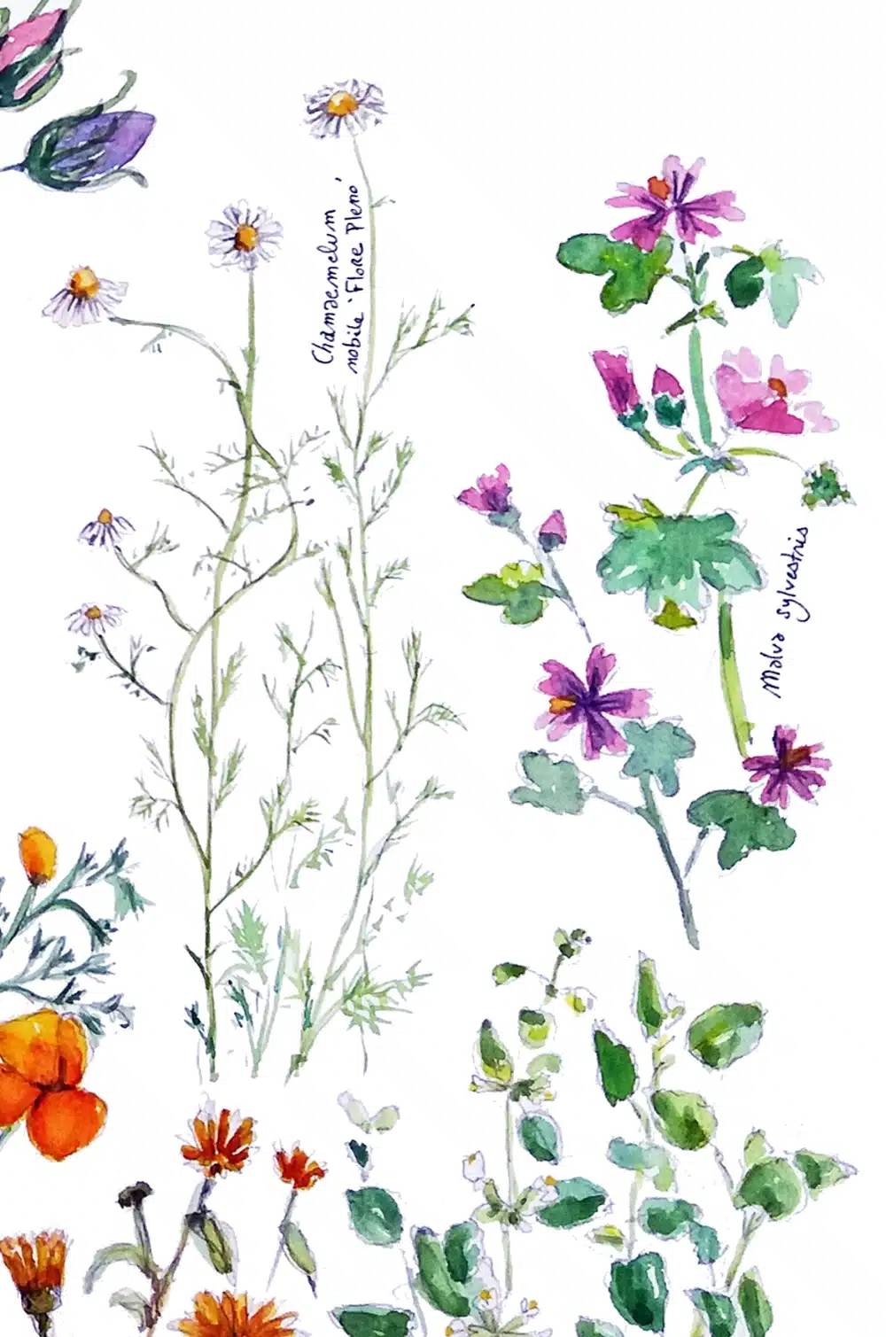 Aquarelle de plantes du Jardin Officinal, planche 7