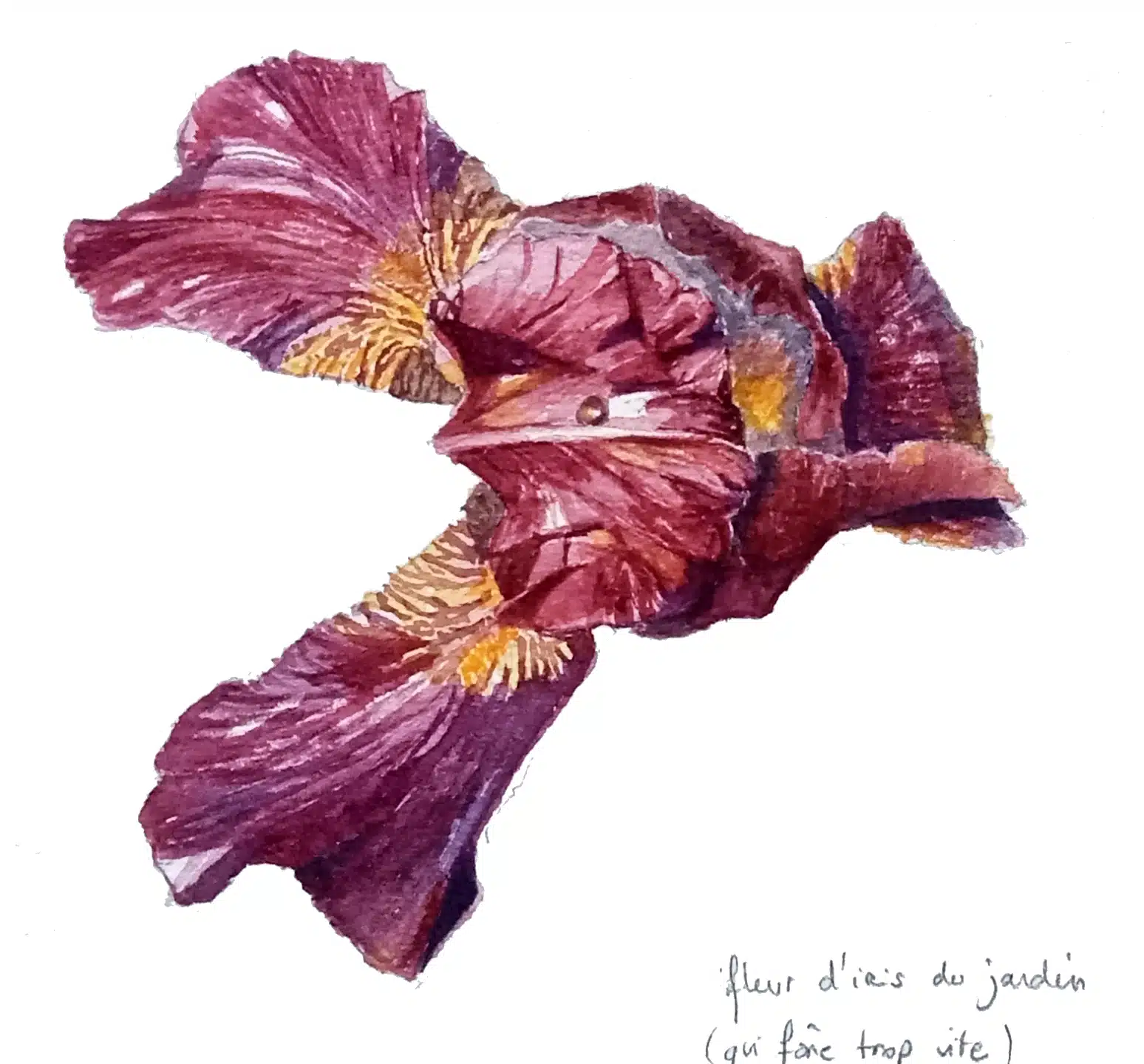 Exercice d'illustration botanique : iris
