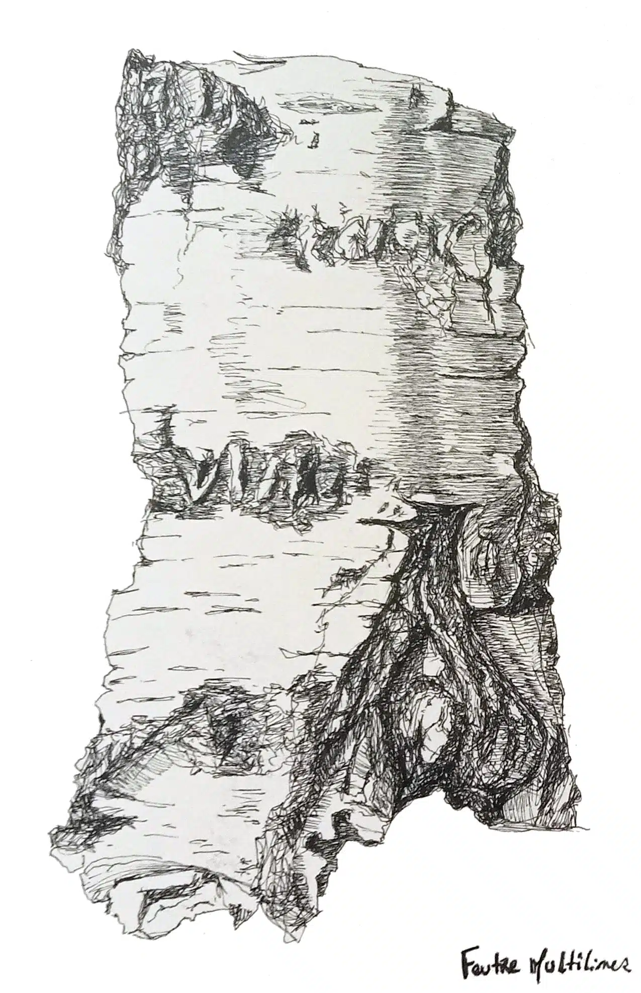 Exercice d'illustration botanique : écorce de bouleau