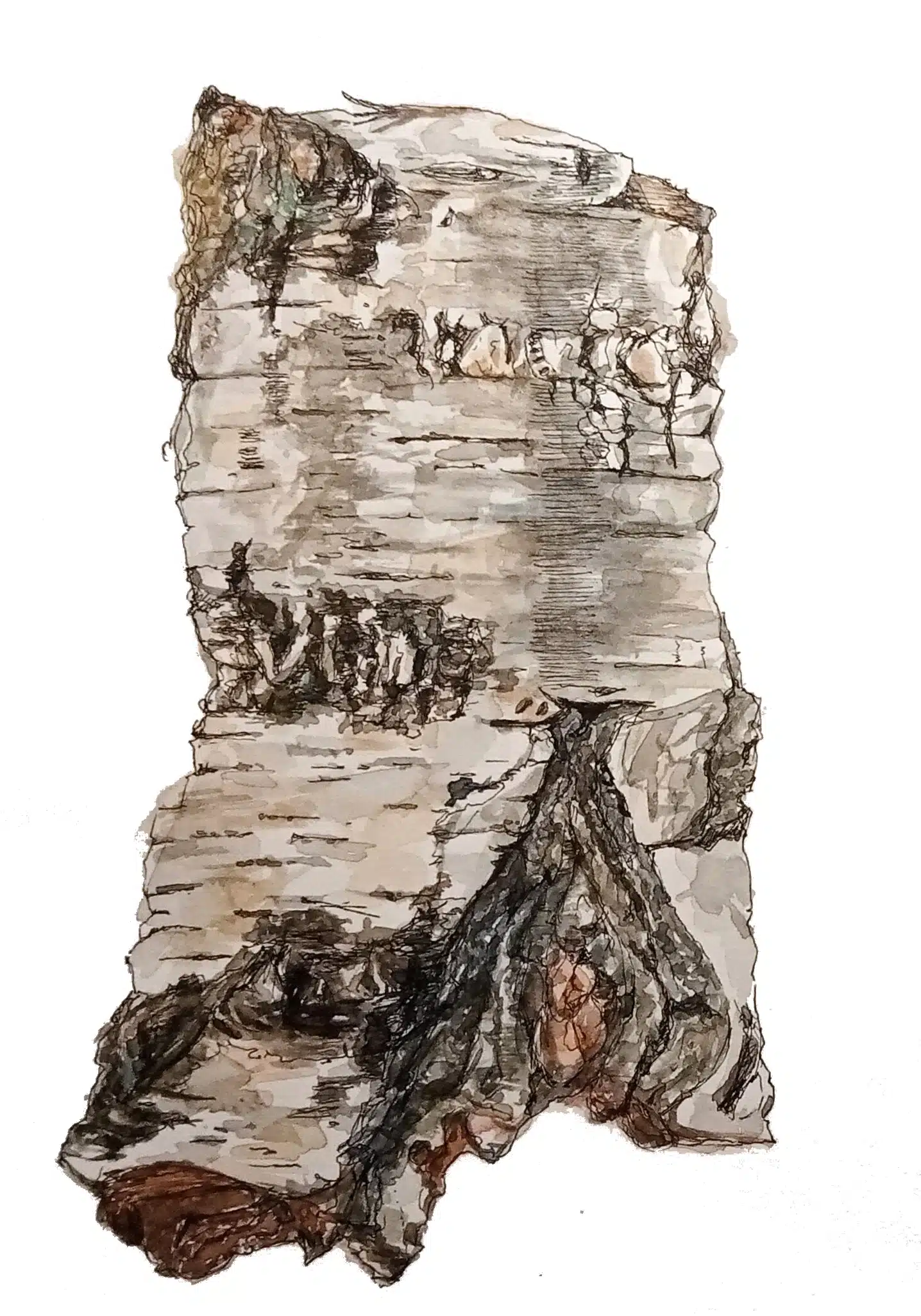Exercice d'illustration botanique : écorce de bouleau, second dessin