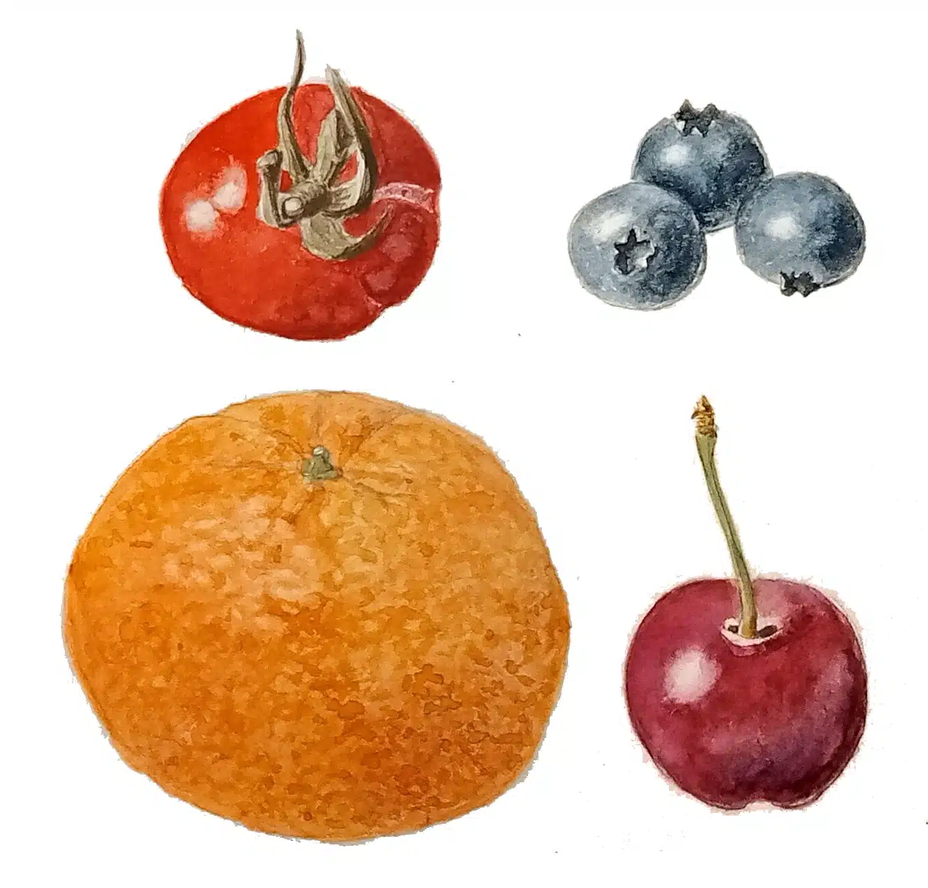 Exercice d'illustration botanique : planche de fruits