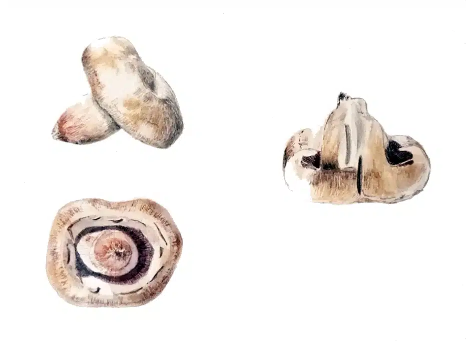 Exercice d'illustration botanique : champignons